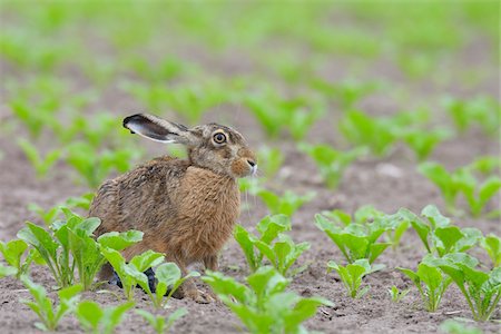 simsearch:600-07279040,k - European Brown Hare (Lepus europaeus) in Sugar Beet Field in Springtime, Hesse, Germany Photographie de stock - Premium Libres de Droits, Code: 600-06786968