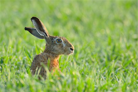 simsearch:600-07279035,k - European Brown Hare (Lepus europaeus) in Grain Field in Springtime, Hesse, Germany Photographie de stock - Premium Libres de Droits, Code: 600-06786962