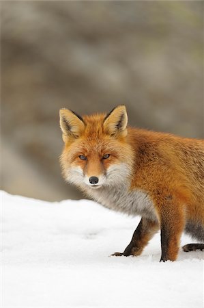 Portrait of Red Fox (Vulpes vulpes) in Winter, Gran Paradiso National Park, Graian Alps, Italy Foto de stock - Sin royalties Premium, Código: 600-06782029