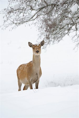 Female Red Deer (Cervus elaphus) in Winter, Bavaria, Germany Foto de stock - Sin royalties Premium, Código: 600-06782039