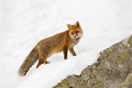 Portrait of Red Fox (Vulpes vulpes) in Winter, Gran Paradiso National Park, Graian Alps, Italy Foto de stock - Sin royalties Premium, Código: 600-06782032