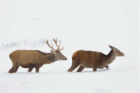 Male and Female Red Deer (Cervus elaphus) in Winter, Bavaria, Germany Foto de stock - Sin royalties Premium, Código: 600-06782049