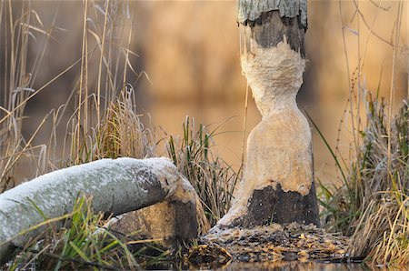 Tree Trunk that has been Gnawed by European Beaver (Castor fiber), Hesse, Germany Stock Photo - Premium Royalty-Free, Code: 600-06782054