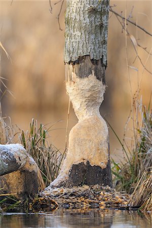 Tree Trunk that has been Gnawed by European Beaver (Castor fiber), Hesse, Germany Photographie de stock - Premium Libres de Droits, Code: 600-06782055