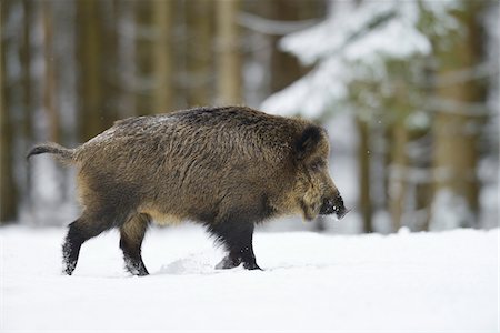 Wild Boar (Sus scrofa) in Winter, Bavaria, Germany Photographie de stock - Premium Libres de Droits, Code: 600-06782056