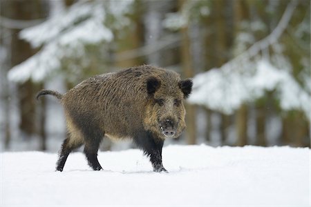 Wild Boar (Sus scrofa) in Winter, Bavaria, Germany Stock Photo - Premium Royalty-Free, Code: 600-06782057