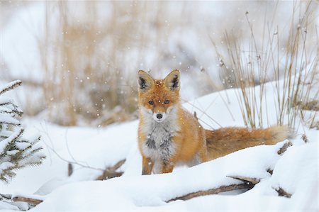 Red Fox (Vulpes vulpes) in Snowfall, Bavaria, Germany Photographie de stock - Premium Libres de Droits, Code: 600-06782059