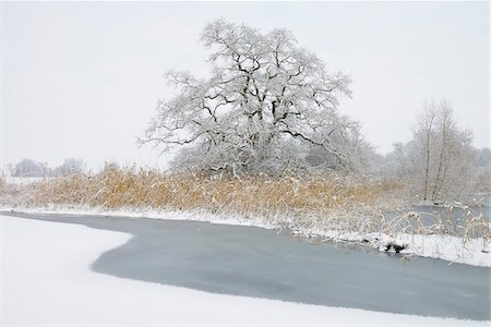 Snow Covered Old Oak Tree, Kuhkopf-Knoblochsaue Nature Reserve, Hesse, Germany Stock Photo - Premium Royalty-Free, Code: 600-06782051