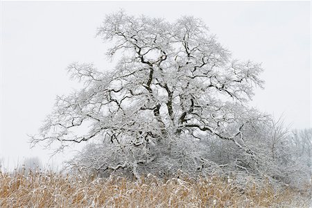 Snow Covered Old Oak Tree, Kuhkopf-Knoblochsaue Nature Reserve, Hesse, Germany Stock Photo - Premium Royalty-Free, Code: 600-06782052