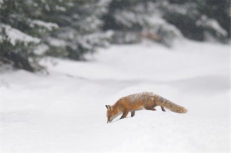 fox to the side - Red Fox (Vulpes vulpes) in Winter Snowfall, Bavaria, Germany Stock Photo - Premium Royalty-Free, Code: 600-06782065