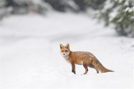 fox to the side - Red Fox (Vulpes vulpes) in Winter Snowfall, Bavaria, Germany Stock Photo - Premium Royalty-Free, Code: 600-06782067