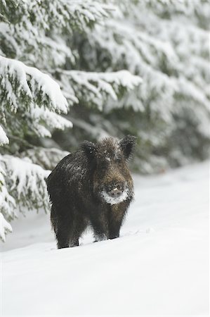 simsearch:600-08082812,k - Wild Boar (Sus scrofa) in Winter, Bavaria, Germany Foto de stock - Sin royalties Premium, Código: 600-06782068