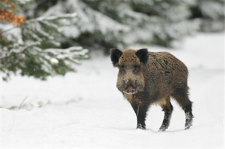 simsearch:600-06782104,k - Wild Boar (Sus scrofa) in Winter, Bavaria, Germany Foto de stock - Sin royalties Premium, Código: 600-06782061