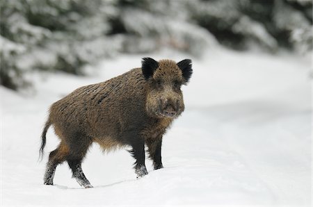 swine - Wild Boar (Sus scrofa) in Winter, Bavaria, Germany Stock Photo - Premium Royalty-Free, Code: 600-06782062