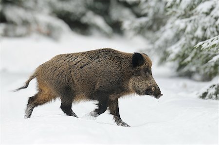 simsearch:600-06782040,k - Wild Boar (Sus scrofa) Walking in Winter, Bavaria, Germany Stockbilder - Premium RF Lizenzfrei, Bildnummer: 600-06782063