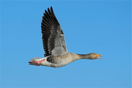 darmstadt region - Greylag Goose (Anser anser) in Flight, Kuhkopf-Knoblochsaue Nature Reserve, Hesse, Germany Stockbilder - Premium RF Lizenzfrei, Bildnummer: 600-06782076