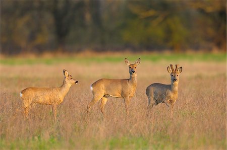 simsearch:600-06782040,k - Male and Female Roe Deer and Roebucks (Capreolus capreolus) in Springtime, Hesse, Germany Stockbilder - Premium RF Lizenzfrei, Bildnummer: 600-06782077