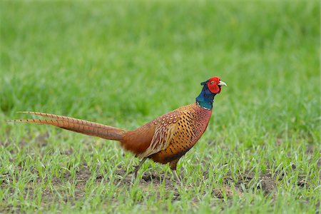 simsearch:600-07541423,k - Ring-necked Pheasant (Phasianus colchicus) in Grain Field, Springtime, Hesse, Germany Stock Photo - Premium Royalty-Free, Code: 600-06782079