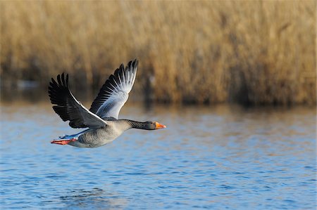 Greylag Goose (Anser anser) in Flight, Kuhkopf-Knoblochsaue Nature Reserve, Hesse, Germany Stockbilder - Premium RF Lizenzfrei, Bildnummer: 600-06782071