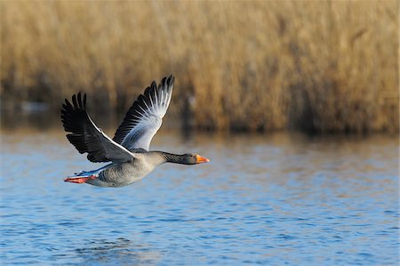 simsearch:700-03766811,k - Greylag Goose (Anser anser) in Flight, Kuhkopf-Knoblochsaue Nature Reserve, Hesse, Germany Foto de stock - Sin royalties Premium, Código: 600-06782071