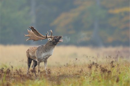 Roaring Male Fallow Deer (Cervus dama) in Rutting Season, Hesse, Germany Foto de stock - Sin royalties Premium, Código: 600-06782084