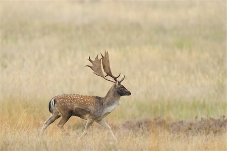 simsearch:600-07802854,k - Male Fallow Deer (Cervus dama) in Autumn, Hesse, Germany Photographie de stock - Premium Libres de Droits, Code: 600-06782085