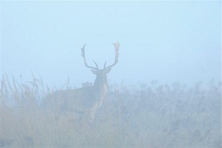 Male Fallow Deer (Cervus dama) in Morning Mist, Hesse, Germany Photographie de stock - Premium Libres de Droits, Code: 600-06782089