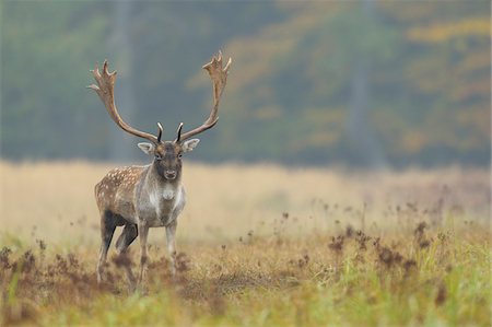 simsearch:600-06782050,k - Male Fallow Deer (Cervus dama) in Autumn, Hesse, Germany Stock Photo - Premium Royalty-Free, Code: 600-06782083