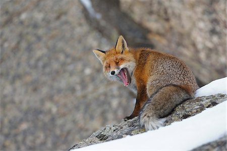 Red Fox (Vulpes vulpes) Yawning in Winter, Gran Paradiso National Park, Graian Alps, Italy Photographie de stock - Premium Libres de Droits, Code: 600-06782097