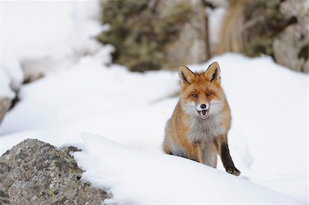 simsearch:600-08082808,k - Red Fox (Vulpes vulpes) in Winter, Gran Paradiso National Park, Graian Alps, Italy Stockbilder - Premium RF Lizenzfrei, Bildnummer: 600-06782100