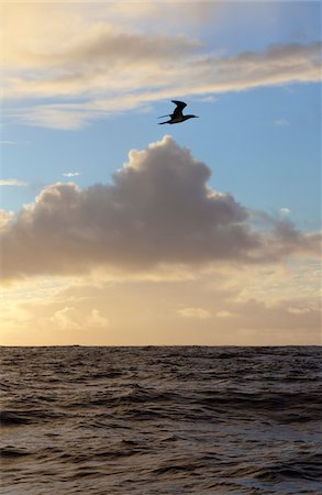 A sea bird flies over the Atlantic Ocean at sunset Foto de stock - Sin royalties Premium, Código: 600-06782120