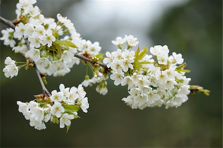 Close-up of Cherry Blossoms in Spring, Upper Palatinate, Bavaria, Germany Stock Photo - Premium Royalty-Free, Code: 600-06808757