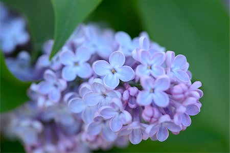 Close-up of Common Lilac (Syringa vulgaris) in Garden in Spring, Bavaria, Germany Photographie de stock - Premium Libres de Droits, Code: 600-06808764