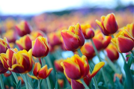 field tulip flowers nature - Close-up of Tulips (Tulipa) in Spring, Styria, Austria Stock Photo - Premium Royalty-Free, Code: 600-06808765