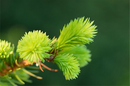 ramo - Close-up of Fresh Norway Spruce (Picea abies) Sprouts in Forest, Bavaria, Germany Foto de stock - Sin royalties Premium, Código: 600-06808763