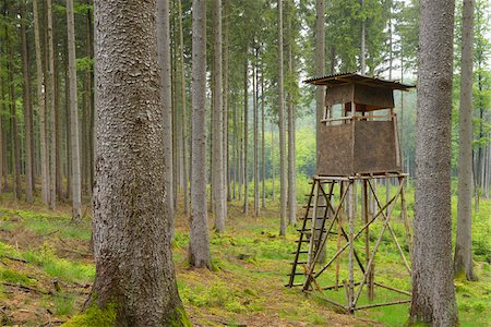 Hunting Blind in Spruce forest, Spessart, Bavaria, Germany, Europe Foto de stock - Sin royalties Premium, Código: 600-06808872