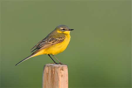 Yellow wagtail (Motacilla flava), Male, Hesse, Germany, Europe Fotografie stock - Premium Royalty-Free, Codice: 600-06808886