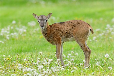 simsearch:600-06782050,k - Young European Mouflon (Ovis orientalis musimon) on Meadow in Springtime, Hesse, Germany Stock Photo - Premium Royalty-Free, Code: 600-06803837