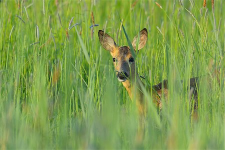 simsearch:600-08065010,k - Female European Roe Deer (Capreolus capreolus) in Meadow in Springtime, Hesse, Germany Fotografie stock - Premium Royalty-Free, Codice: 600-06803833
