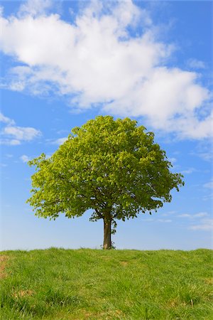 single item - Chestnut tree (Aesculus hippocastanum) on hill in springtime, Hesse, Germany, Europe Stock Photo - Premium Royalty-Free, Code: 600-06803849