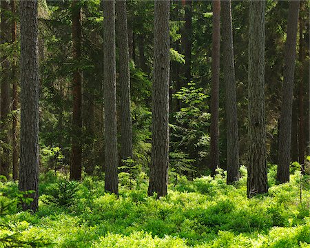 evergreens in forest - Coniferous Forest in Spring, Haundorf, Franconia, Bavaria, Germany Stock Photo - Premium Royalty-Free, Code: 600-06803858