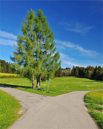 Forked Road in Spring, Bernbeuren, Upper Bavaria, Bavaria, Germany Stock Photo - Premium Royalty-Free, Code: 600-06803886