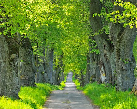 Lime Tree Allee, Kurfurstenallee, Marktoberdorf, Ostallgau, Bavaria, Germany Foto de stock - Sin royalties Premium, Código: 600-06803889