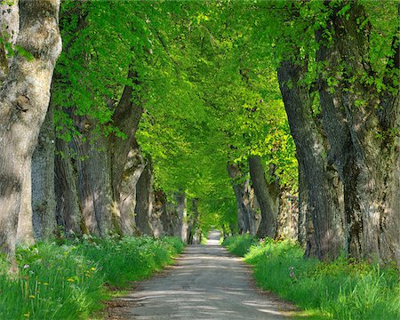 scenic german roads - Lime Tree Allee, Kurfurstenallee, Marktoberdorf, Ostallgau, Bavaria, Germany Stock Photo - Premium Royalty-Free, Code: 600-06803890