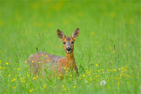 simsearch:600-06782050,k - Female European Roe Deer (Capreolus capreolus) in Meadow in Springtime, Hesse, Germany Stock Photo - Premium Royalty-Free, Code: 600-06803916