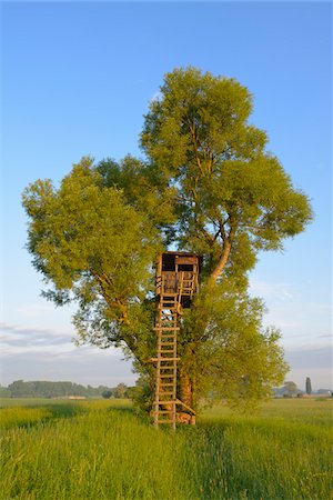 Hunting Blind in Tree, Hesse, Germany, Europe Foto de stock - Sin royalties Premium, Código: 600-06803929