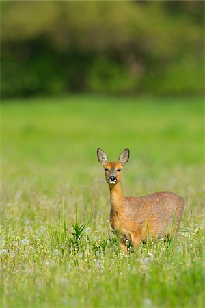 simsearch:600-07672222,k - Female European Roe Deer (Capreolus capreolus) in Meadow in Springtime, Hesse, Germany Stock Photo - Premium Royalty-Free, Code: 600-06803921