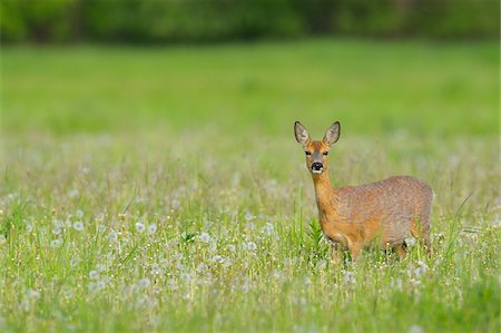 Female European Roe Deer (Capreolus capreolus) in Meadow in Springtime, Hesse, Germany Photographie de stock - Premium Libres de Droits, Code: 600-06803922