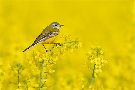 Yellow wagtail (Motacilla flava) in canola field, Male, Hesse, Germany, Europe Stockbilder - Premium RF Lizenzfrei, Bildnummer: 600-06803935