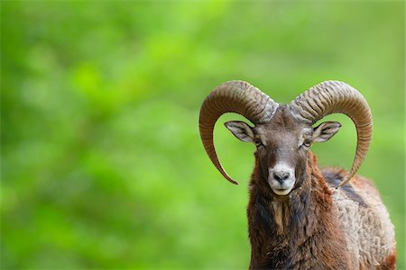 portrait male alone - European Mouflon (Ovis orientalis musimon) Ram, Hesse, Germany, Europe Photographie de stock - Premium Libres de Droits, Code: 600-06803932